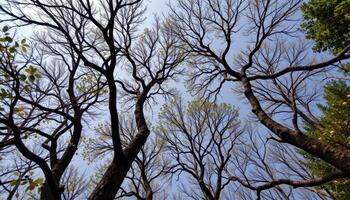 a canopy of interwoven tree branches seen from below. photo