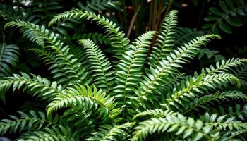 jungle ferns unfurling new leaves in the shade. photo