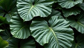 giant jungle leaves overlapping in layers. photo