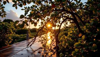 sun rays breaking through the mangrove leaves at sunset. photo