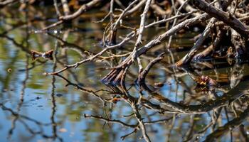 reflections of mangrove branches on tidal water. photo