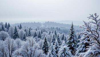 a distant view of snowy treetops fading into mist. photo
