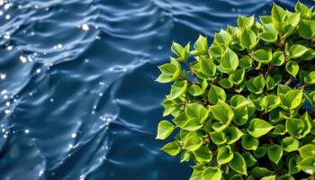 green mangrove leaves contrasted against deep blue water. photo