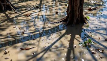 soft shadows falling on muddy mangrove floor. photo