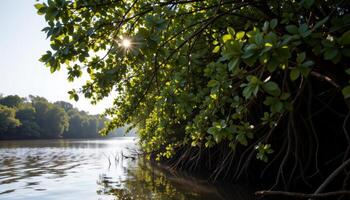 sunlight dappling through thick mangrove foliage. photo