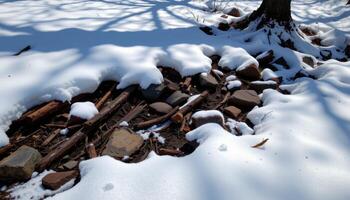 shadows playing across snow covered roots and rocks. photo