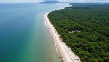 aerial view of dense mangrove forest meeting the sea. photo