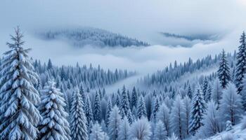 a snow laden forest with low hanging fog. photo