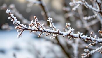 delicate frost crystals decorating thin tree twigs. photo