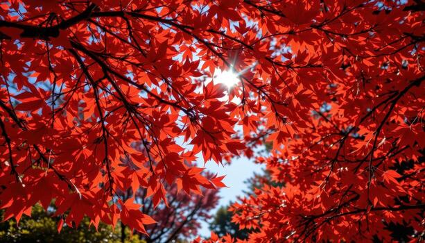 a canopy of maple leaves glowing red in autumn light. photo