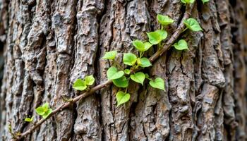 twisting vines creeping along rough bark. photo