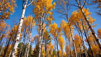 soft wind rustling through tall aspen trees. photo