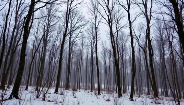 leafless trees standing silently in a winter forest. photo