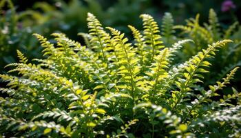 a patch of wild ferns glowing in filtered sunlight. photo