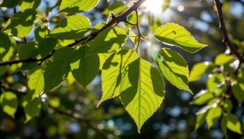 sunlight reflecting off wet leaves after a spring rain. photo