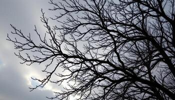 twisting branches silhouetted against a cloudy sky. photo
