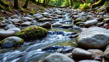 a forest stream lined with smooth stones and moss. photo
