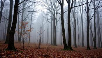 a misty morning in a temperate deciduous forest. photo