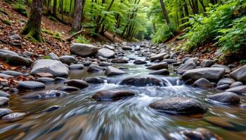 a brook running over smooth stones in a temperate forest. photo
