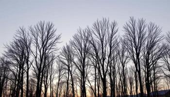 leafless trees silhouetted against a pale winter sky. photo