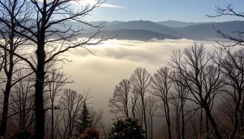 thick fog shrouding the forest canopy on a cold morning. photo