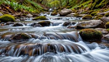 a forest stream tumbling over mossy rocks. photo