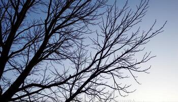 bare tree branches silhouetted against a winter sky. photo