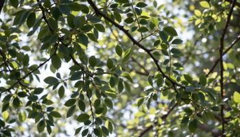 a canopy of green leaves swaying gently in the wind. photo