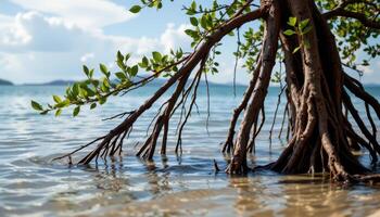 roots arching upward like stilts in still water. photo