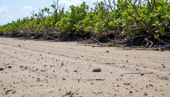 thick mudflats with tangled mangrove roots at low tide. photo