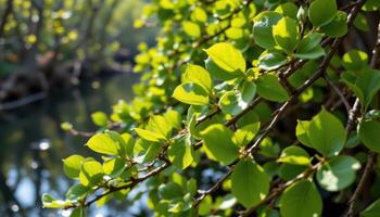 bright green mangrove leaves glistening in morning light. photo