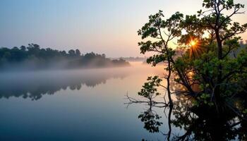 mist hovering above a vast mangrove forest at dawn. photo