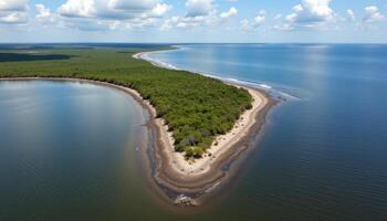 a wide angle view of a thick mangrove coastline. photo