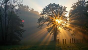 sunbeams breaking through the trees on a misty morning. photo