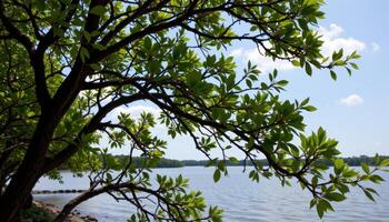 wind gently rustling leaves of mangrove trees. photo