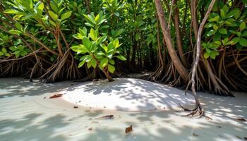 a small sandbar nestled within mangrove roots. photo