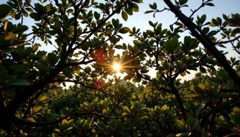 sunset light catching the upper leaves of mangrove canopy. photo