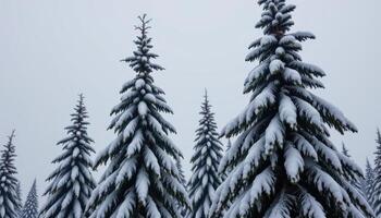 snow covered pine trees under a pale gray sky. photo