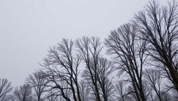 bare winter trees against a pale gray sky. photo