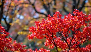 a cluster of red maples in the height of fall. photo
