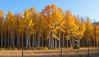 a dense grove of aspen trees in early autumn. photo