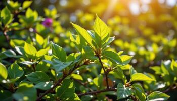 rich green leaves rustling in a warm summer breeze. photo