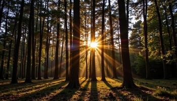 golden hour light streaming through tree trunks. photo