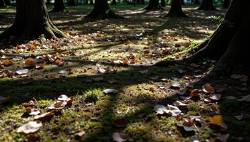 tree shadows stretching across a mossy floor. photo