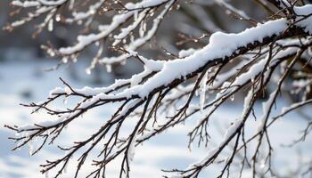 branches creaking under the cold weight of ice. photo