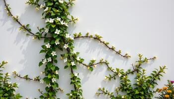 jasmine vines growing along a white stucco wall. photo