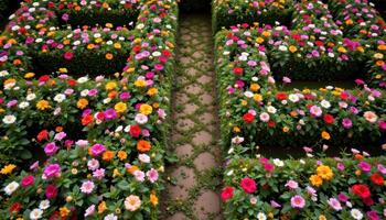 a garden maze of flowers viewed from above. photo