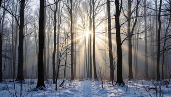 pale sunlight shining through winter haze in a forest. photo