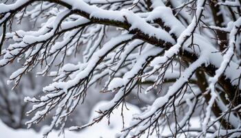 branches sagging beneath layers of fresh snow. photo