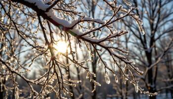 glowing sunlight breaking through icy branches. photo